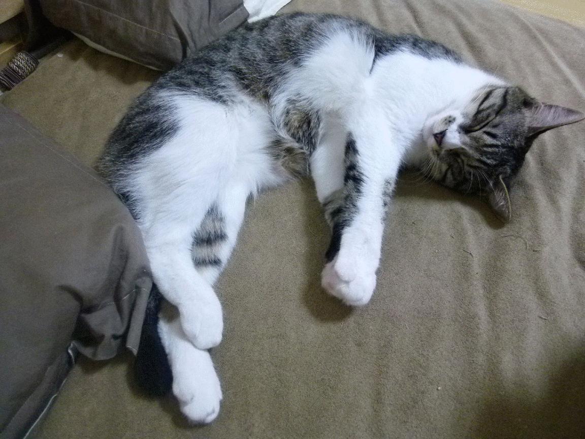 黎明前的红白交响曲,孔德三度闪耀导演克罗地亚奇迹逆转