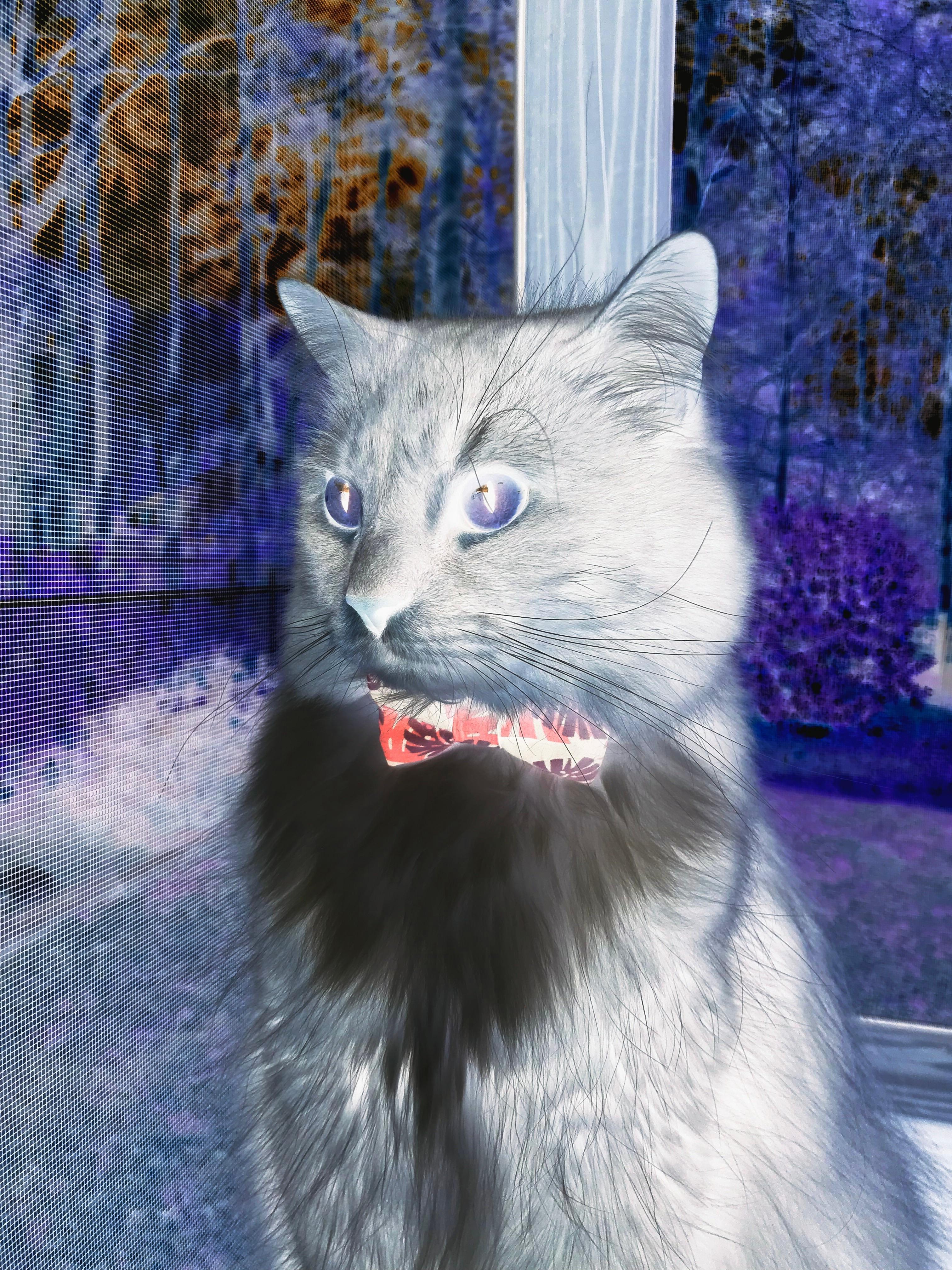 黎明前的红白交响曲,孔德三度闪耀导演克罗地亚奇迹逆转