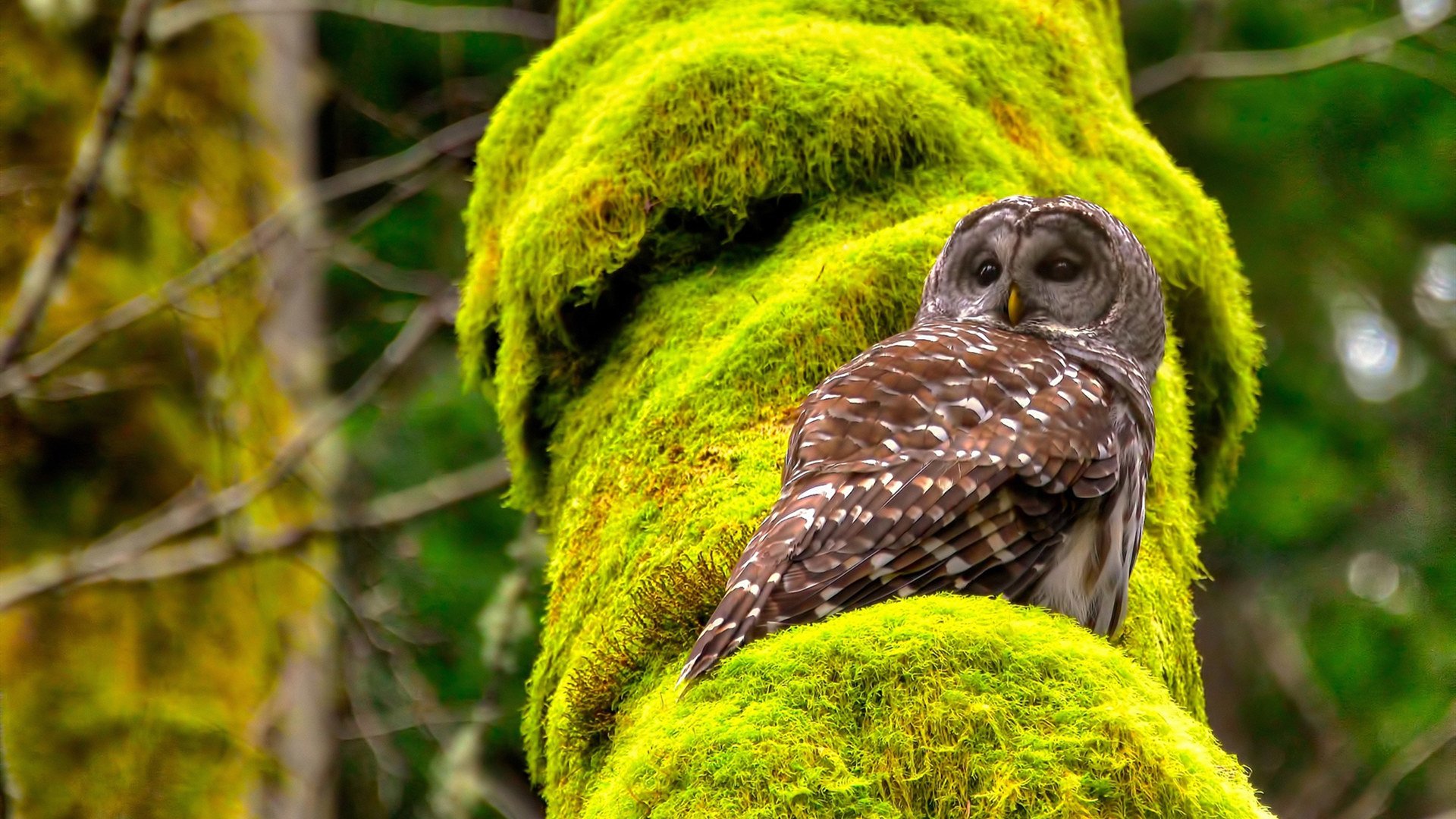 勒沃库森啃下非洲硬骨头安哥拉，富安健洋两记重锤砸开胜利之门