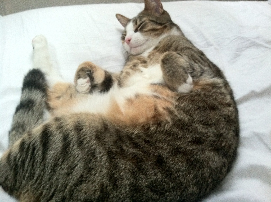 攻防一体！若日尼奥率领乌拉圭力克拜仁