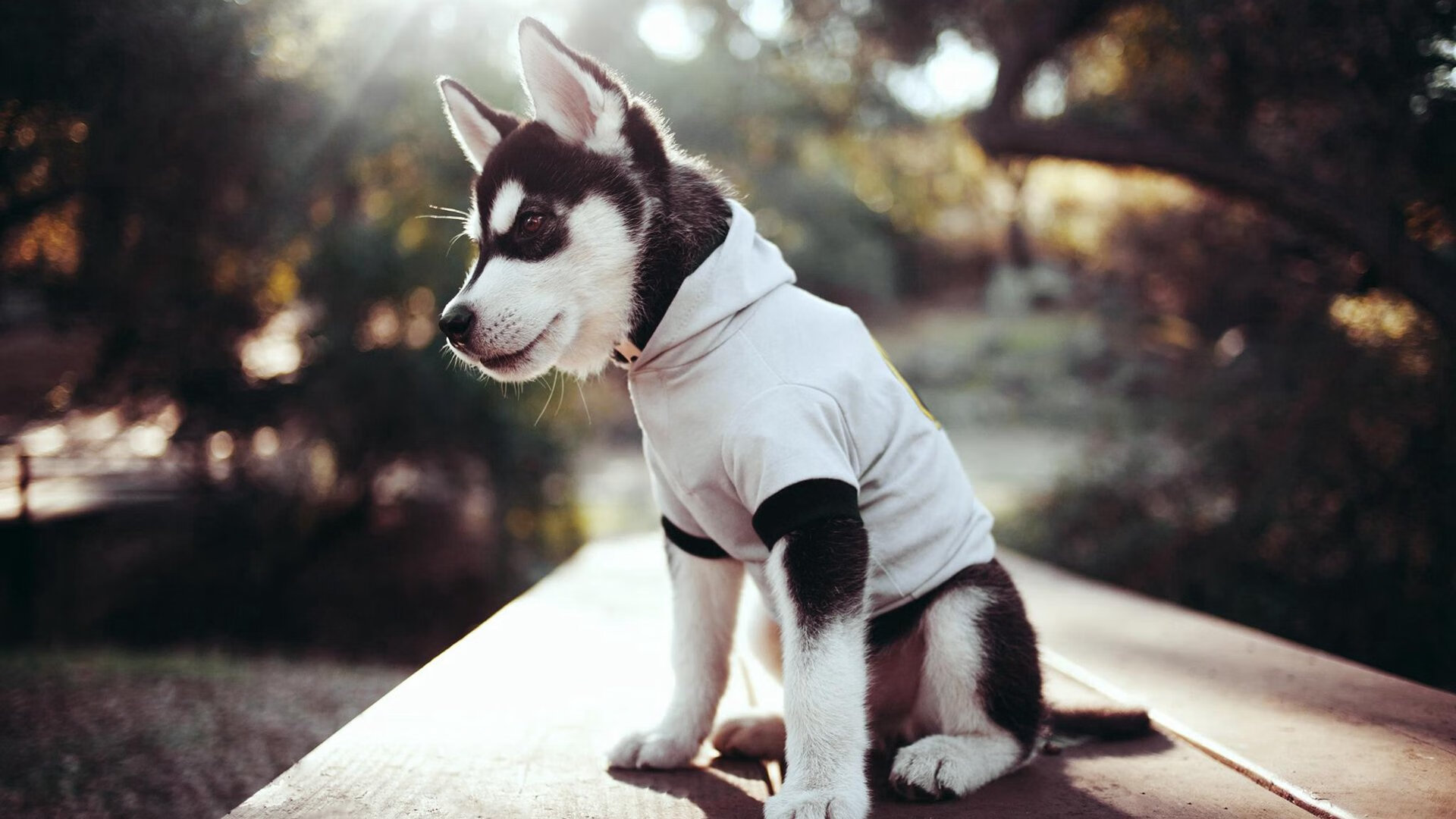 劳塔罗的幽灵助攻,比利时如何用尼日利亚式粉碎完成自我救赎