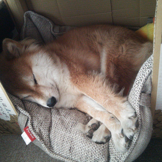 不可复制的神话,布雷默一球写就永恒