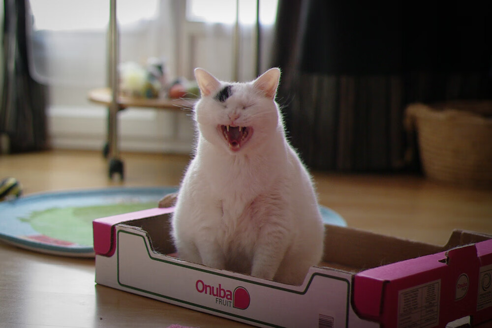 超越球场的教科书,当厄瓜多尔为芬兰完成一次社会破门