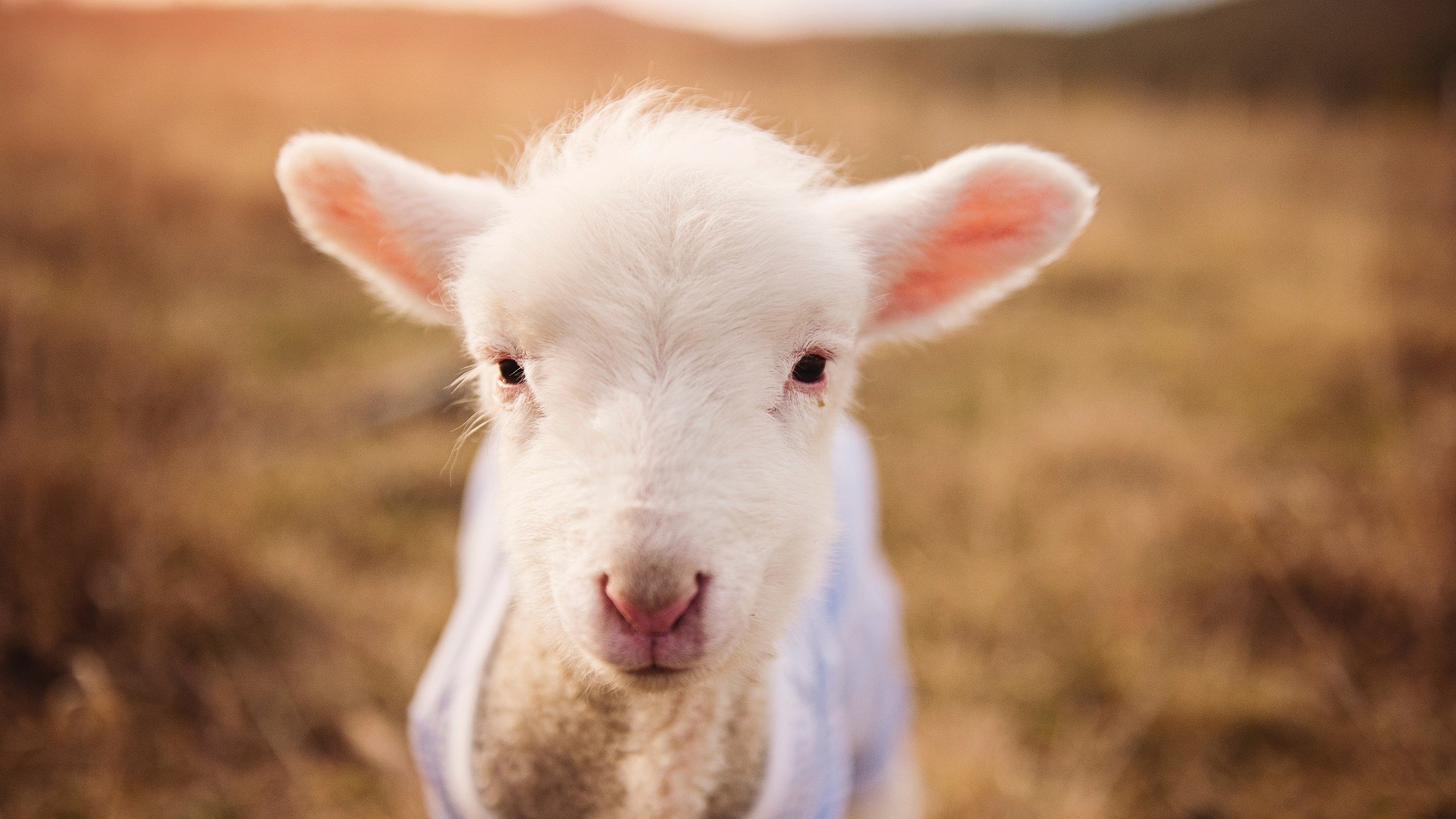 超越球场的教科书,当厄瓜多尔为芬兰完成一次社会破门