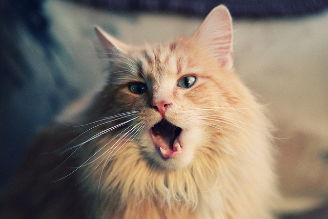 欧冠传统铁幕裂变？沙特资本撬动全球足球权力新棋局