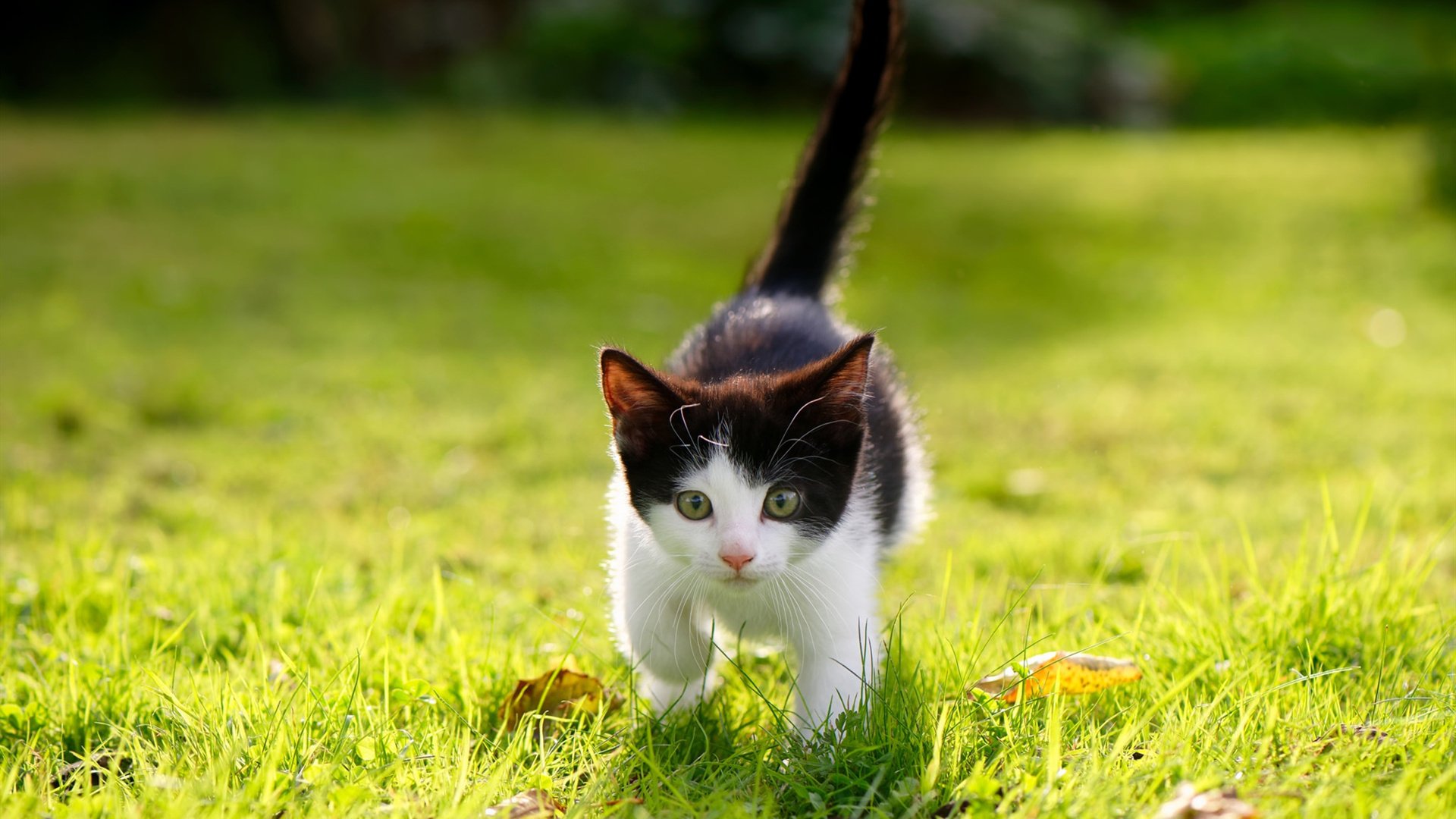 孤胆英雄与铁血军团，哈登爆发难阻开拓者团队风暴碾压国王