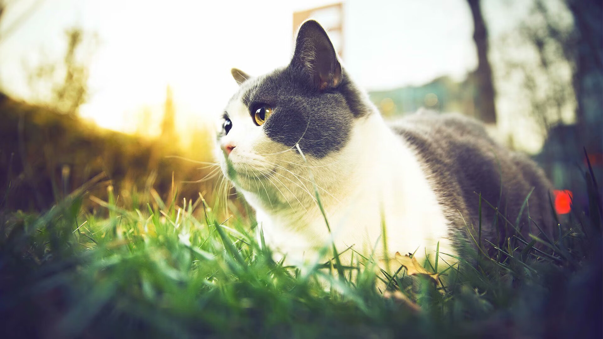 深度击穿天赋，当步行者的板凳席碾过东欧组合的夜晚