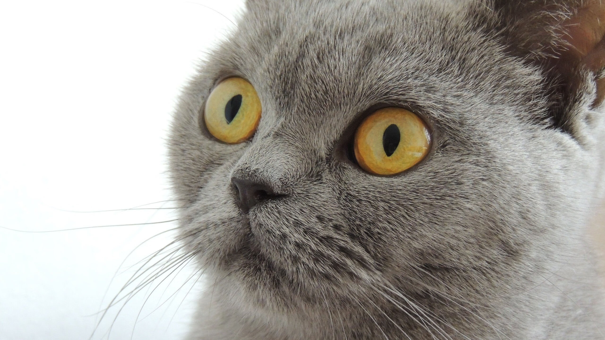 绿茵魔法失效夜,玫瑰之城的开拓者如何击碎奥兰多幻梦