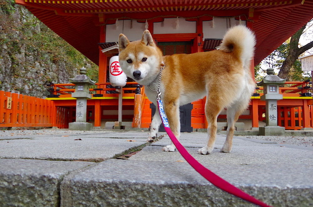 东决之夜逆行，当浓眉在西部的节奏唤醒沉睡的狮子