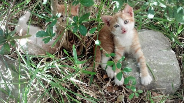 星火燎原，威尔士逆境冲垮冰岛防線，阿坎吉一锤定音成关键先生