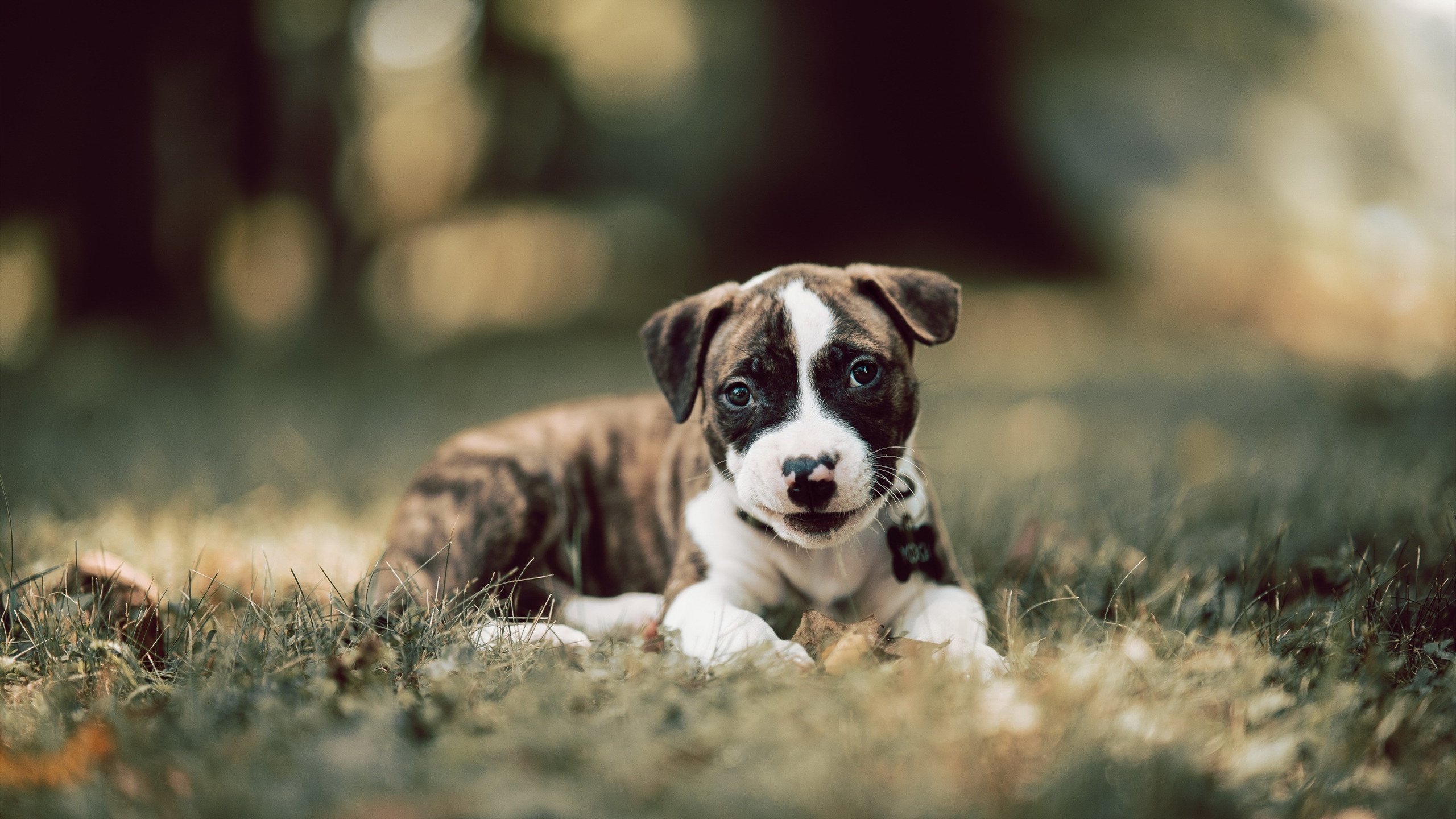 惊天跨界之战,哈弗茨神兵天降,洪都拉斯踏平苏格兰高地