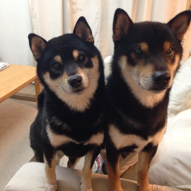 独行侠战术交响乐,詹姆斯谱写压制雄鹿的制胜乐章