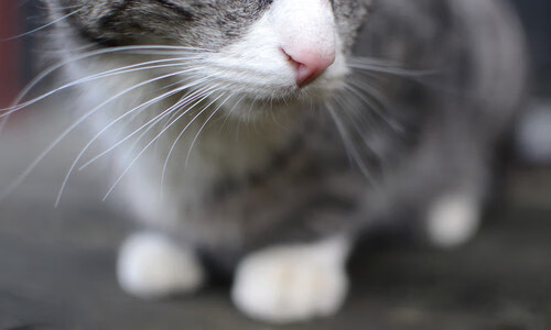 巅峰时刻，当个人闪耀遇见团队沉稳