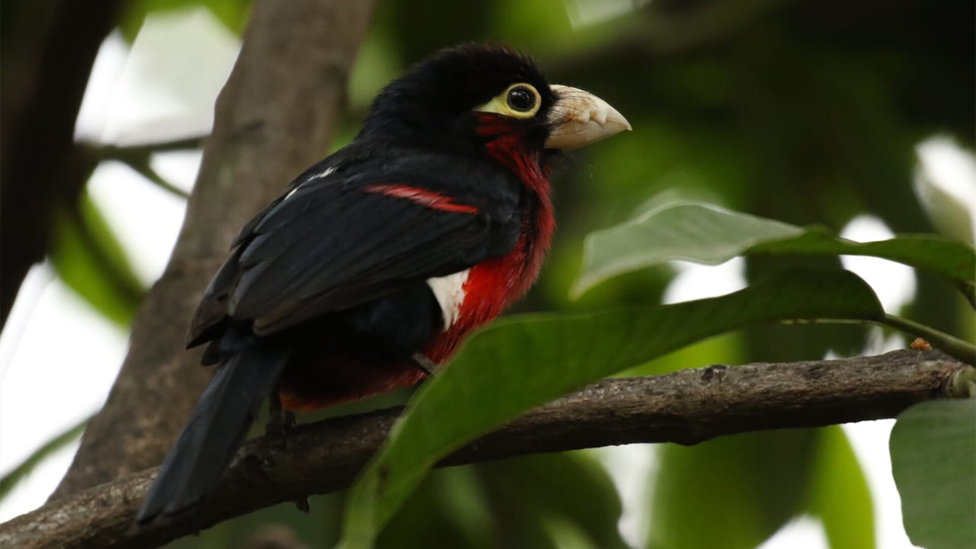 唯一性传奇,热火掀翻奇才与欧文抢七接管比赛