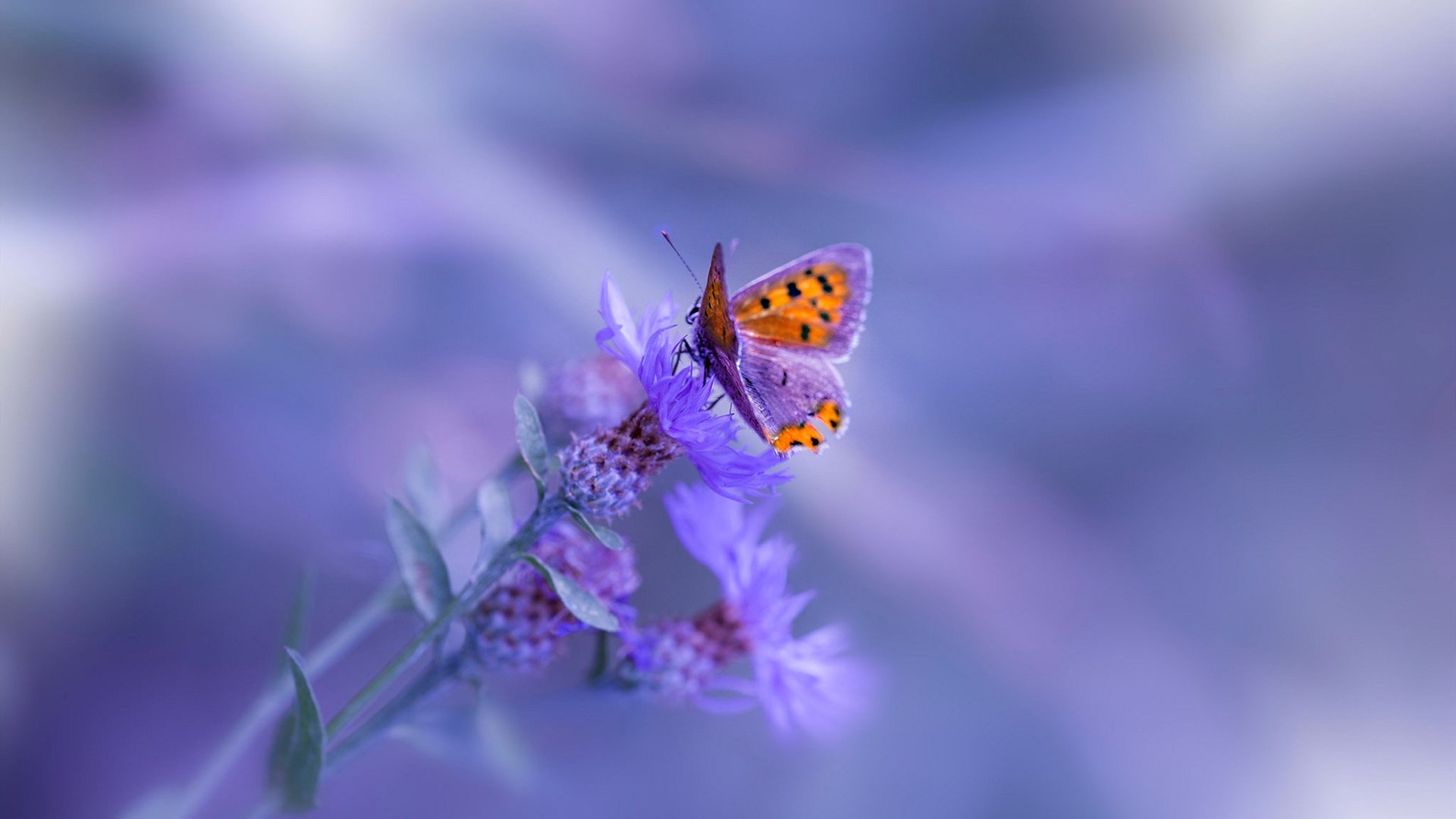 科巴姆基地的意外绞杀,非洲猎豹如何在战术层面窒息蓝军,李刚仁一锤定音