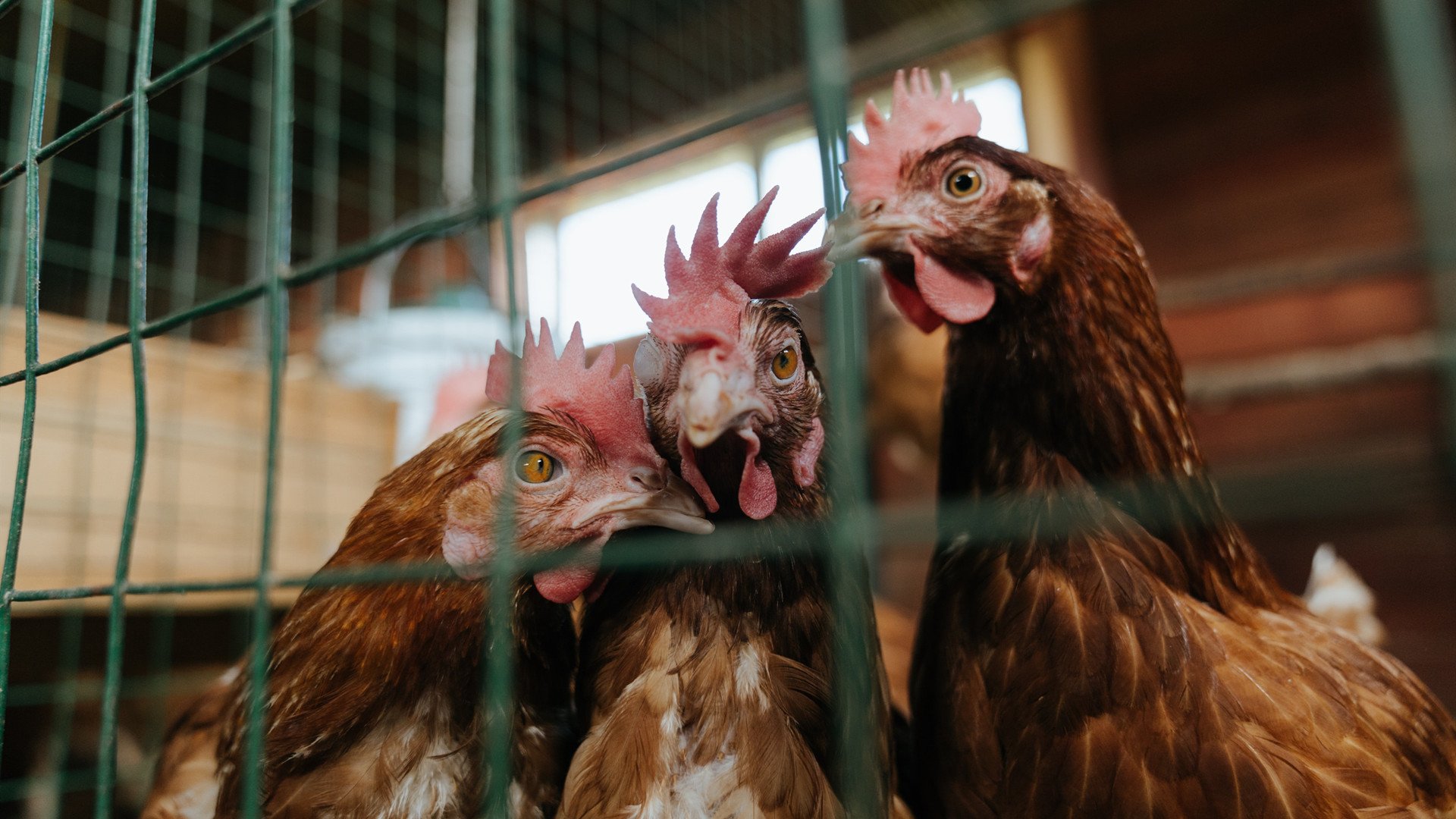 魔术与鹈鹕的加时鏖战，字母哥跨界演出定乾坤