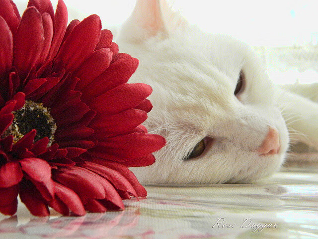 加维引擎全开，像F1车手一样接管足球赛场