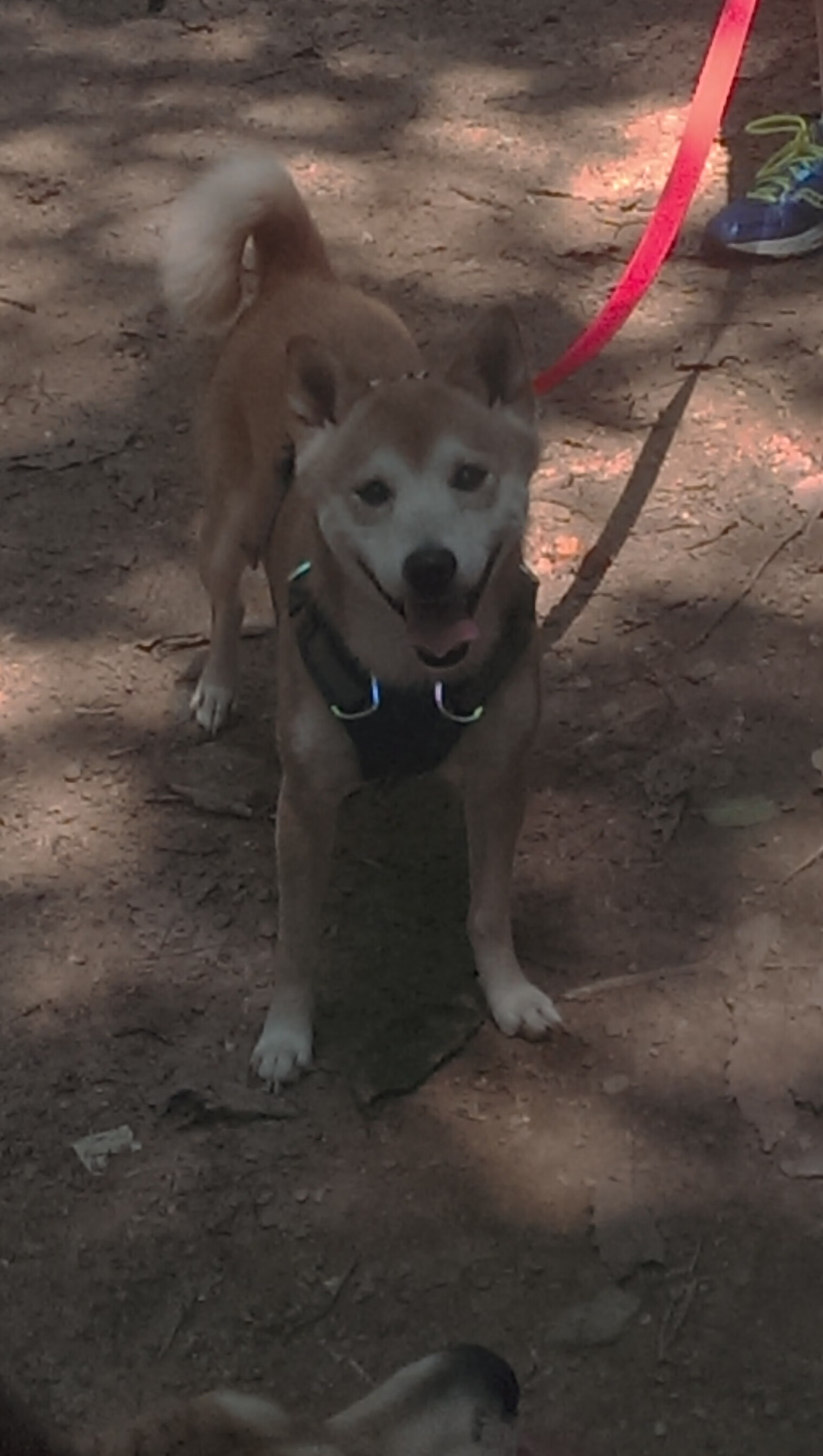 唯一性之战,德国战车正面击溃雷恩,阿劳霍闪耀全场成关键先生