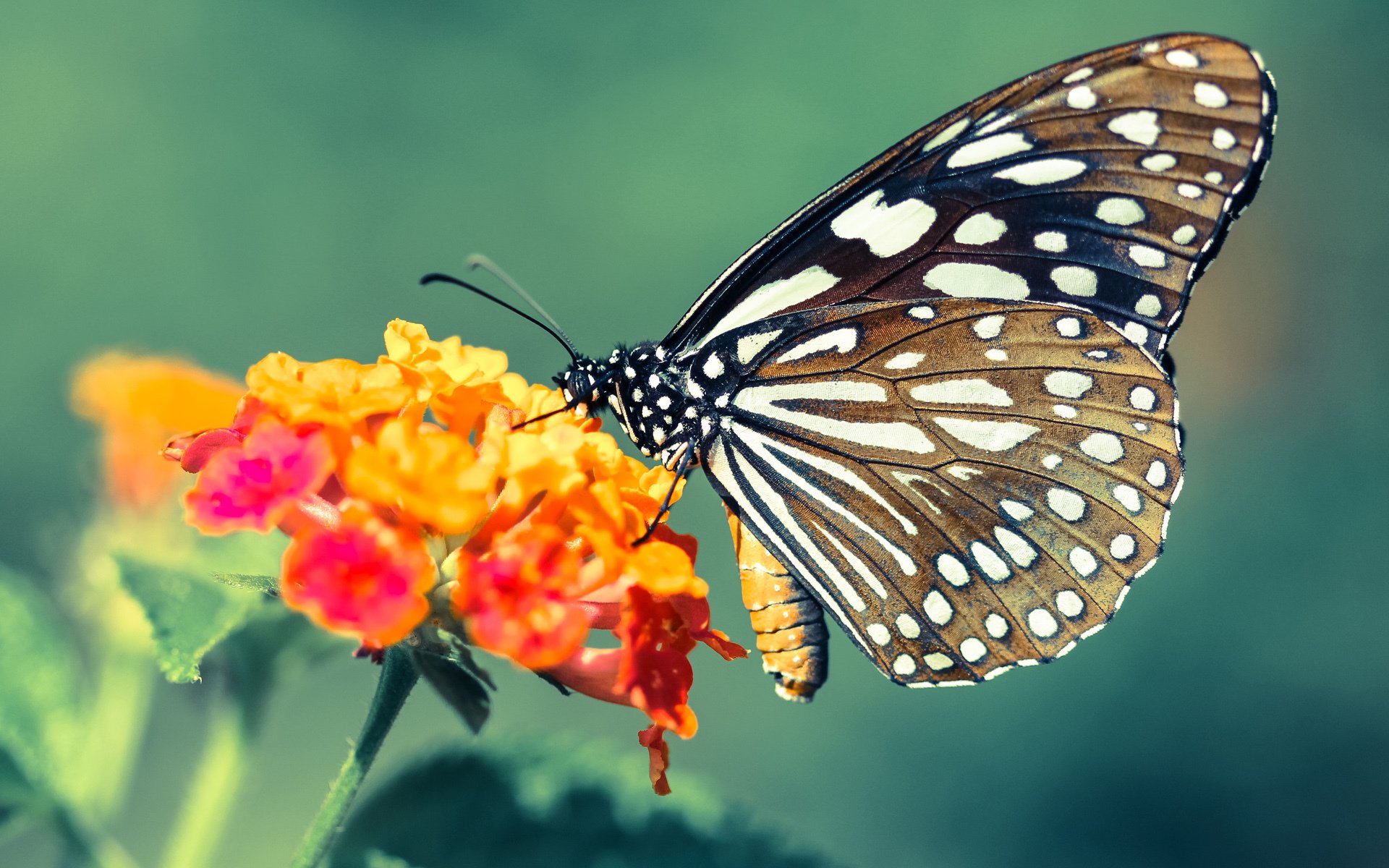 轰鸣与热浪,F1新赛季揭幕战激战正酣,热火强势晋级独行侠引爆篮球狂潮