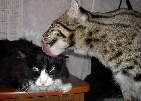 骑士与爵士之间,唯一的国王